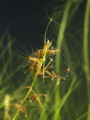   Hydra oligactis  